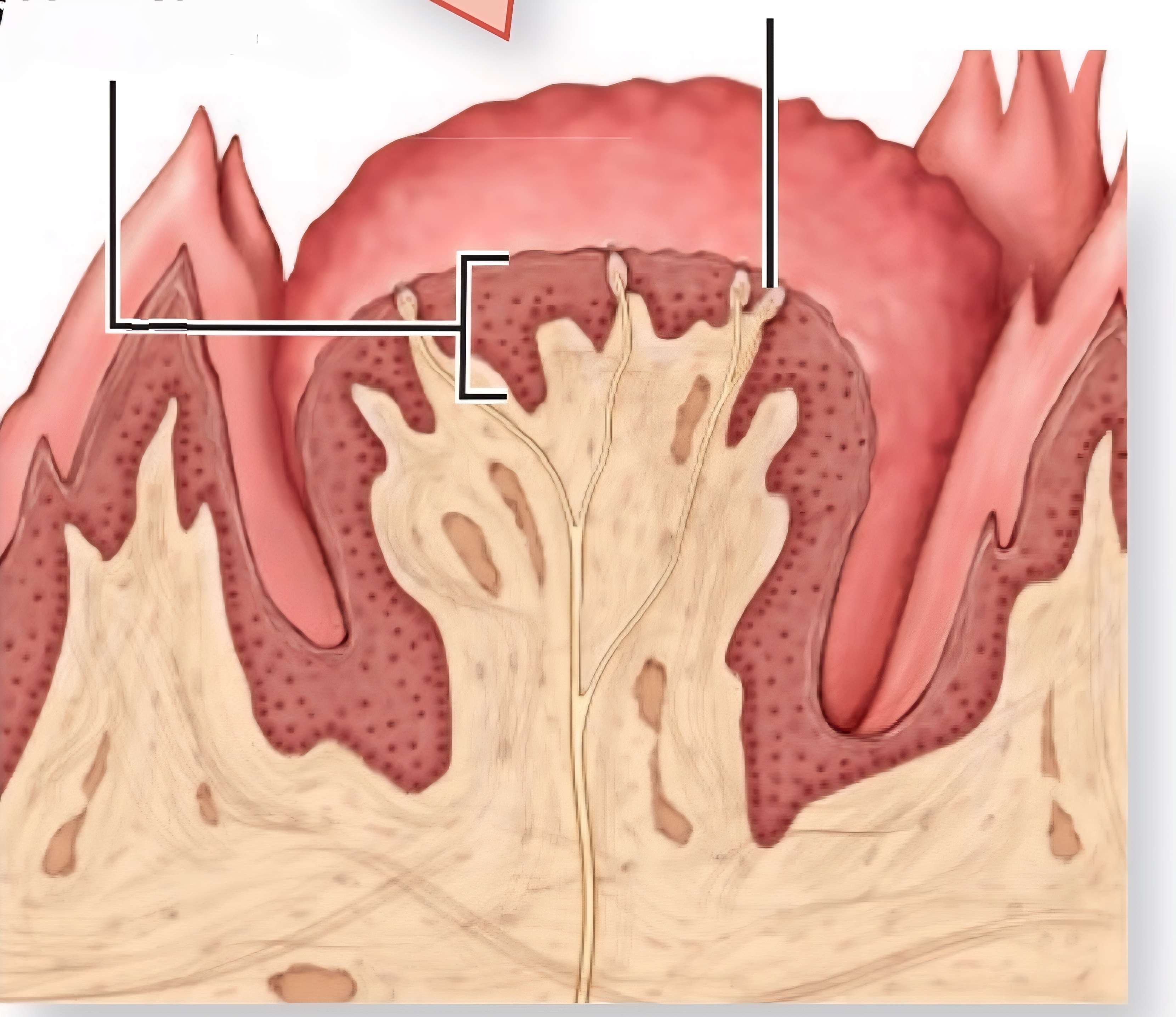 <p>On tip and sides of tongue, few taste receptors </p>