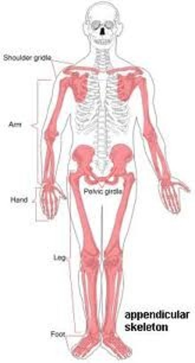 <p>upper and lower limbs</p>
