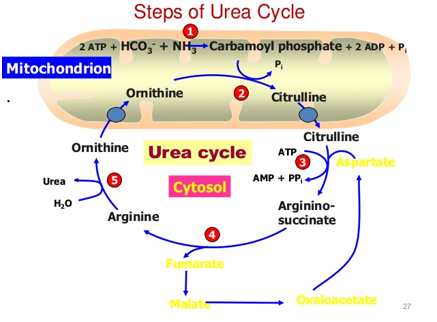 <p>important for amino acid degradation</p><p>-produces urea from ammonia, which is not good for the body</p><p>-required to clear ammonia from the blood, typically through urination</p><p>-coupled with the TCA cycle</p>