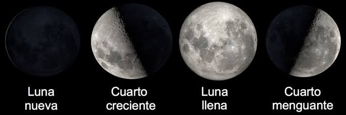 <ol><li><p>Luna nueva</p></li><li><p>Cuarto creciente</p></li><li><p>Luna llena</p></li><li><p>Cuarto menguante</p></li></ol>