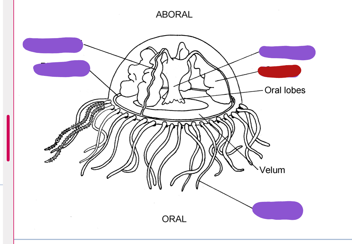 <p>Identify the red structure</p>