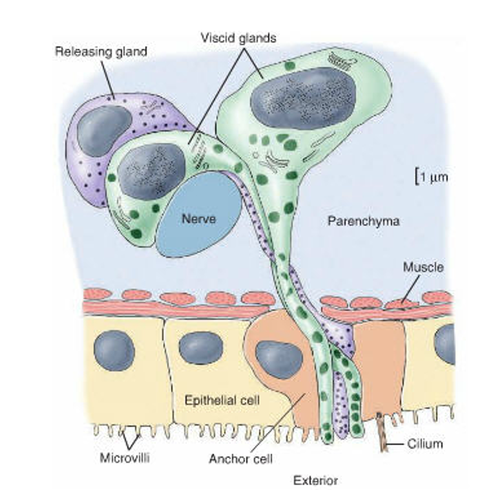 <ol><li><p><strong>Paired viscid cells</strong> = produce adhesive that attach anchor cells to surface </p></li><li><p><strong>Anchor cells</strong> = allow subtle muscle contractions to pull forward</p></li><li><p><strong>Releasing cell</strong> = secretes chemicals that release attachment </p></li></ol><p></p>