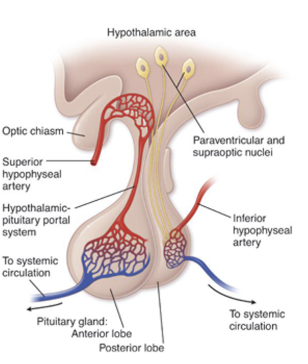 <p>by neurons in the <strong>hypothalamus </strong>located in <strong>supraoptic nucleus (SON) + paraventricular nucleus (PVN) </strong></p>