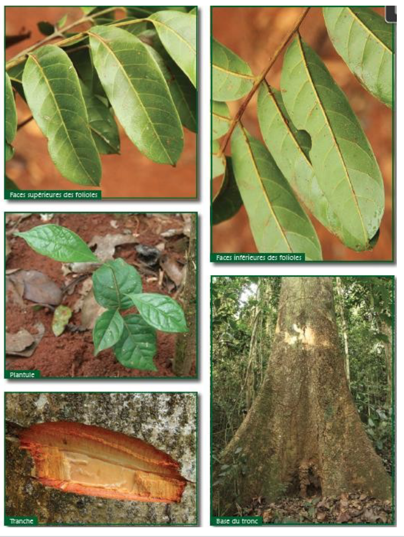 <p>Huge slow-growing canopy trees that occur at low density but supply some of Africa’s most valuable hardwoods. (sapelli)</p>