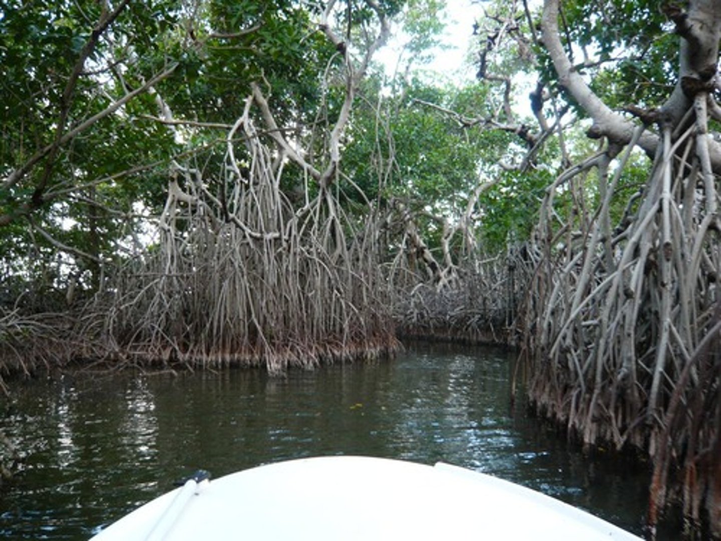 <p>tropical trees that grow along coasts and help maintain the health of coastal environments</p>