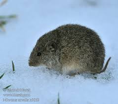 <p><em>Microtus arvalis </em></p>