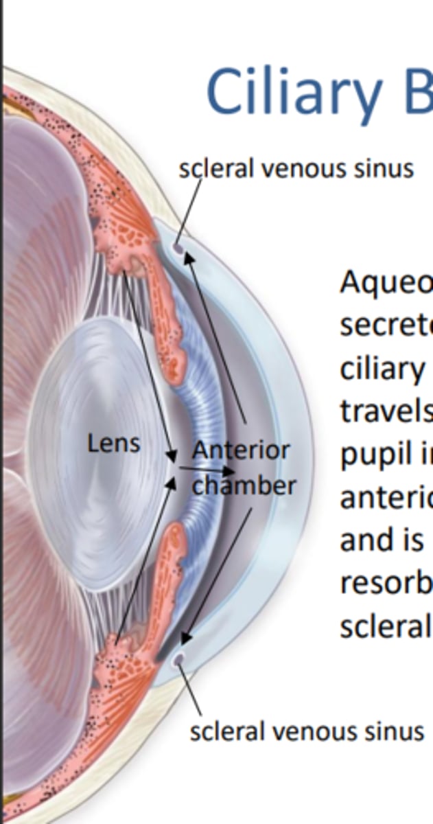 <p>FOUND IN VASCULAR TUNIC</p><p>- aqueous humor is secreted by the ciliary processes, travels through the pupil into the anterior chamber and is eventually resorbed into the scleral venous sinus</p>