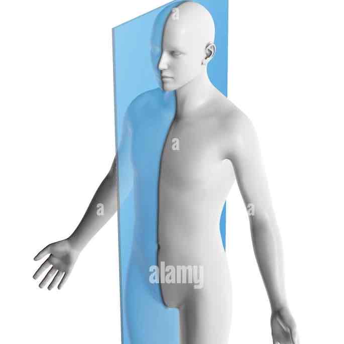 <p>Divides body into right and left halves </p>