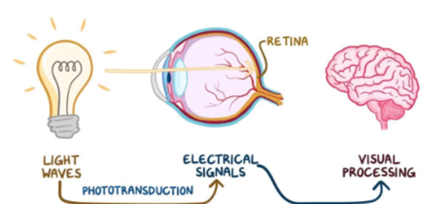 <p>The process that light is converted into neural signals</p>