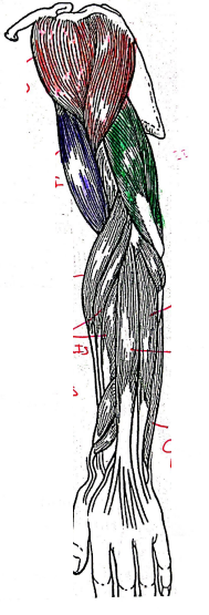 <p>7th arrow (middle muscle)</p>