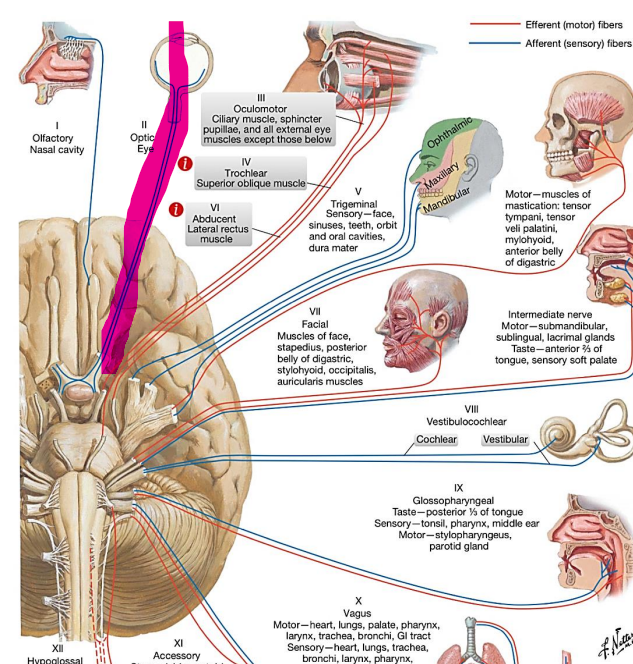 <p>nervus opticus</p><p>regos</p>