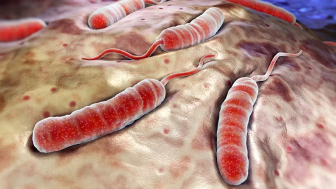 <p>What are pathogens? What do pathogens encompass/include? Can you give an example of each?</p>