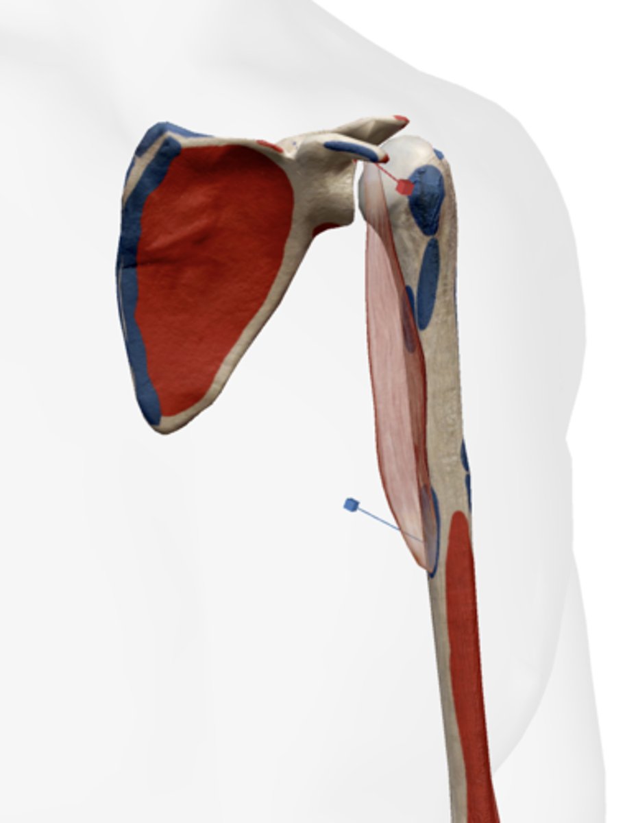 <p>Tip of the coracoid process of the scapula.</p>