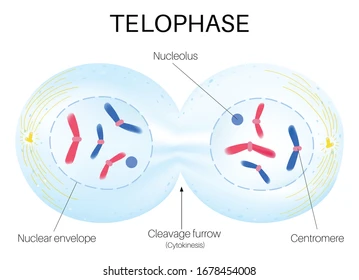 <ul><li><p>chromosomes at each pole</p></li><li><p>a nuclear membrane begins re-form around each set of chromosomes</p></li><li><p>chromosomes start to elongate and form chromatin</p></li><li><p>spindles disappear</p></li><li><p>the cell is elongated for cytokinesis</p></li></ul>