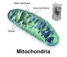 <p>An infolding of the inner membrane of a mitochondrion. The inner membrane houses electron transport chains and molecules of the enzymes catalyzing the synthesis of ATP (ATP synthase). </p>