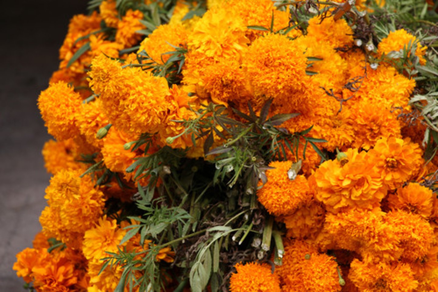 <p>las flores caléndulas (cempasuchil es el nombre en Nahuatl)<br>marigold flowers</p>