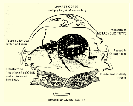 <p>Life Cycle of Trypanosoma cruzi specific</p>