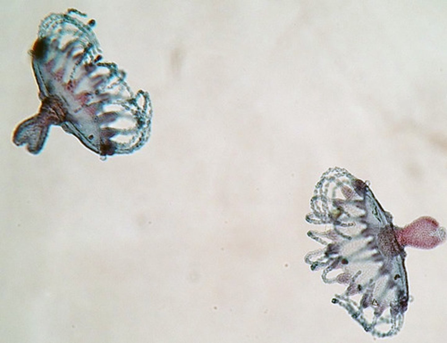 <p>What is it?</p><p>Subkingdom?</p><p>Phylum?</p><p>Class?</p>