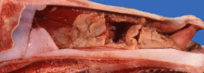 <p>Fibronecrotizing</p>