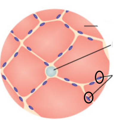 <p>What is this?</p><p>which nervous system is this apart of?</p>