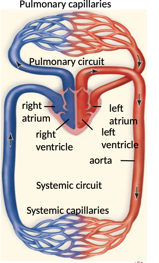 <p><span style="font-family: sans-serif">Double loop- 4 chambers</span><span style="font-family: sans-serif; color: rgba(0, 0, 0, 0)"> </span>in vertebrates circulatory pathway</p>