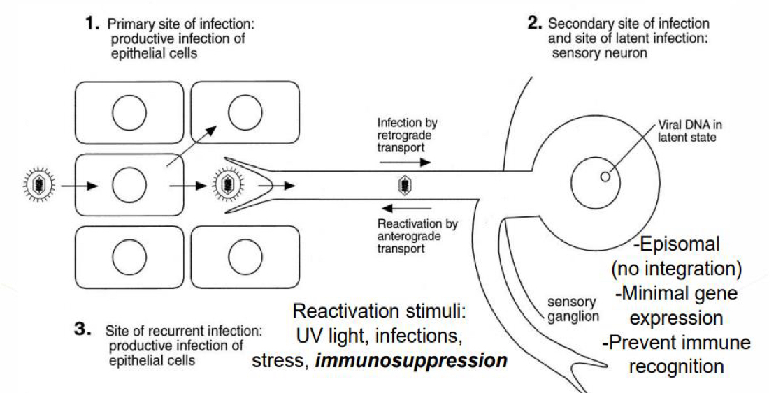 <ul><li><p>Main site of infection - productive infection of epithelial cells, infects secondary site by retrograde transport </p></li><li><p>Sensory ganglion - no integration, minimal gene expression, prevents immune recognition </p></li><li><p>Secondary site of infection/site of latent infection - sensory neuron </p></li><li><p>Site of recurrent infection - productive infection of epithelial cells </p></li></ul><p></p>
