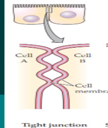 <ul><li><p>place where the cell membranes of adjacent cells are tightly joined so that there is no intercellular space between the cells​</p></li><li><p>demarcates the apical surface of the cell from its lateral and basal surfaces</p></li><li><p>giving rise the distinction between the apical region and the basolateral region of each cell membrane</p></li><li><p><span><strong><em>block</em></strong> some paracellular movement of substances</span></p></li><li><p><span><strong><em>permit</em></strong> extensive paracellular movement of certain sorts of molecules or ions</span></p></li></ul><p></p>
