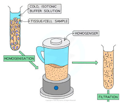 <ul><li><p>cells broken up using a homogeniser (blender)</p><ul><li><p>breaks plasma membrane of cells + releases organelles into the homogenate (a solution)</p></li><li><p>carried out in a cold, isotonic, buffered solution</p><ul><li><p><strong>cold: </strong>slows enzyme activity</p></li><li><p><strong>isotonic:</strong> prevents osmotic damage to organelles</p></li><li><p><strong>buffered:</strong> maintains pH to avoid protein/enzyme denaturation</p></li></ul></li></ul></li></ul><p></p>