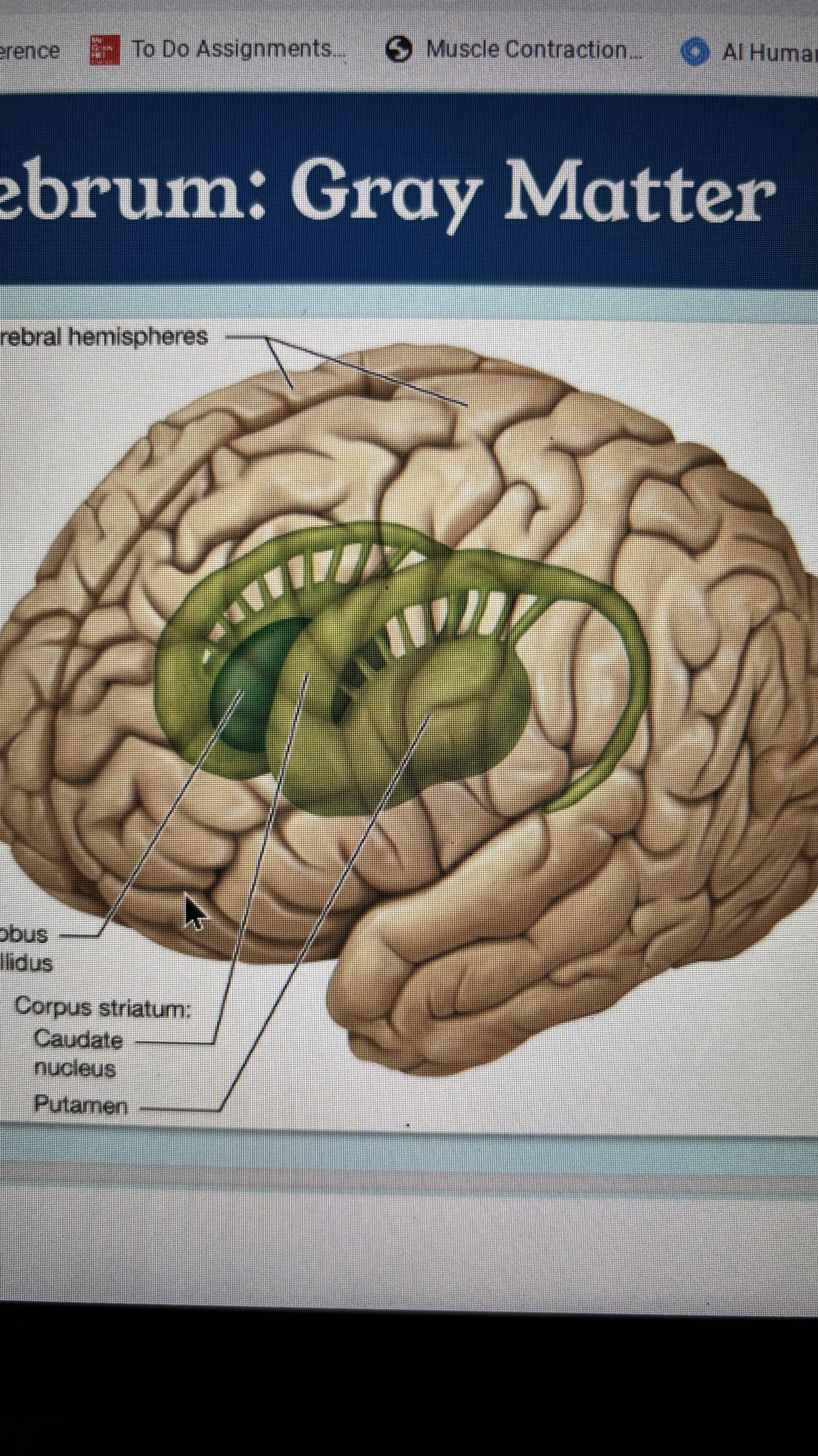 <p>located within the cerebral hemisphere on each side of the diencephalon</p><ul><li><p>inhibit involuntary movement</p></li><li><p>initiate voluntary movement</p></li></ul><p></p>