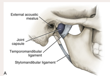 <p>The major ligament is the __. This prevents excessive retraction or moving backward of the mandible.</p>