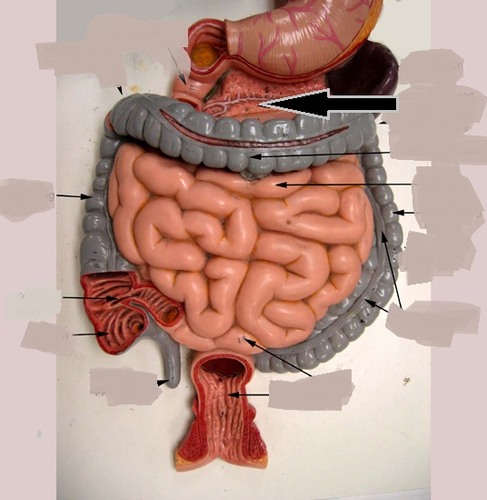 <p>lies between the inferior border of the stomach &amp; proximal portion of small intestine</p>