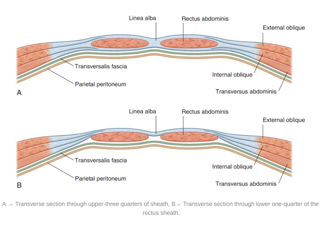 <ul><li><p>Covers both the rectus abominus &amp; pyramidalis and formed by the layering of aponeurosis originating from the 3 flat muscles </p></li><li><p>Completely encloses the upper 3 quarters of the rectus abdominus &amp; the anterior surface of the lower one quarter of the muscle, at posterior surface muscle is instead contacted by transversalis fascia</p><ul><li><p>Sheath enclosing upper 3/4s has following pattern —</p><ul><li><p>Anterior wall — aponeurosis of external oblique &amp; half of aponeurosis of internal oblique (splits at lateral margin of rectus abdominis)</p></li><li><p>Posterior wall — other half of aponeurosis of internal oblique &amp; aponeurosis of transversus abdominis</p></li></ul></li><li><p>Point of transition between aponeurosis covering both anterior &amp; posterior parts to the only anterior parts is marked by an arch of fibers known as the <u>arcuate line</u> —</p><ul><li><p>Essentially the inferior limit of the posterior layer of rectus sheath is demerated by the horizontal arcuate line</p><ul><li><p>Where the inferior epigastric artery &amp; vein perforate the rectus abdominus</p></li></ul></li></ul></li></ul></li></ul>