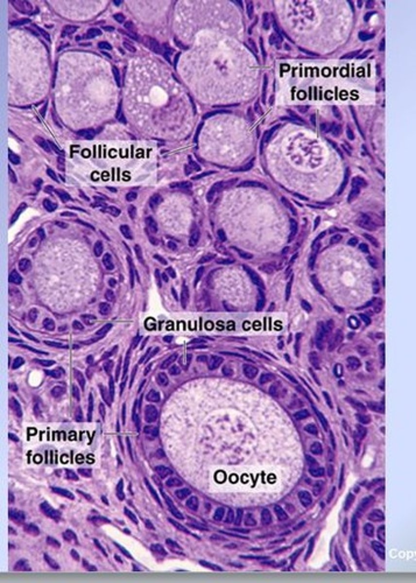 <p>1 expanded layer + small oocytes</p>