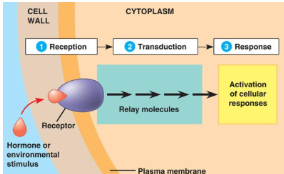 <p>structural protein- altered shape or movement of cell</p><p>enzyme- altered metabolism or cellular function</p><p>gene regulatory protein- altered gene expression and the types and amount of proteins produced.</p>