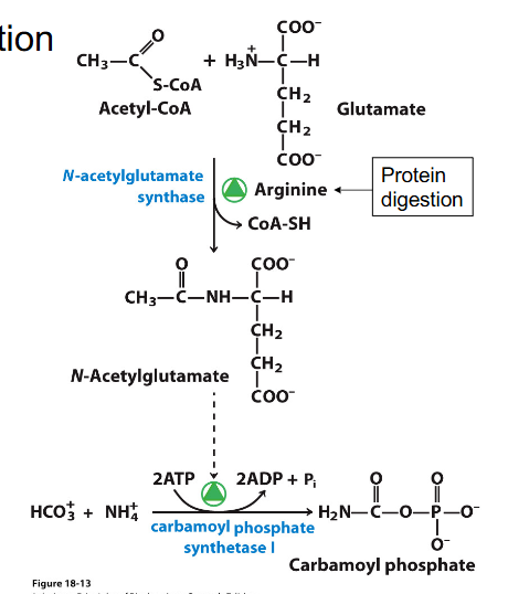 <p>Regulation of Urea Cycle through chemicals</p>