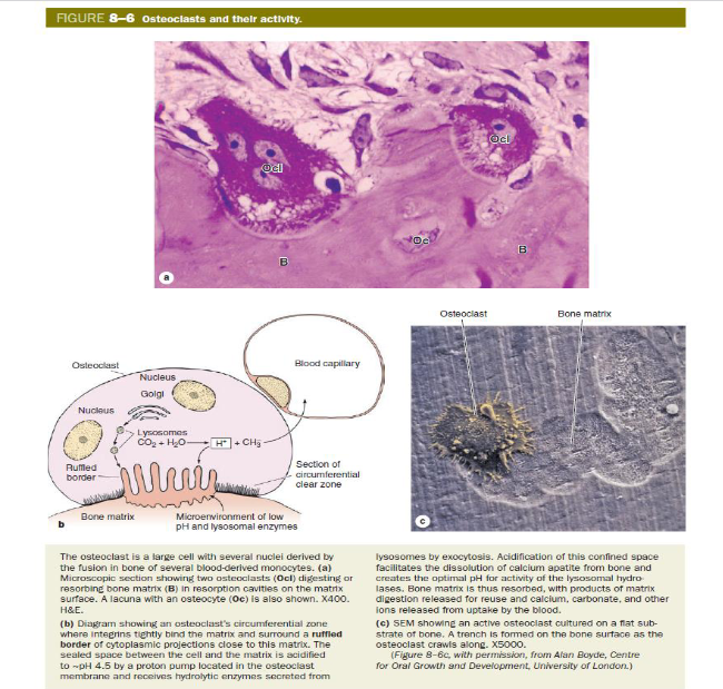 <p><em>de botcellen: osteoclast → elektronenmicroscopie</em></p>