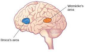 <p>-L: in temporal lobe</p><p>-F: involved in comprehension of written and spoken language</p>