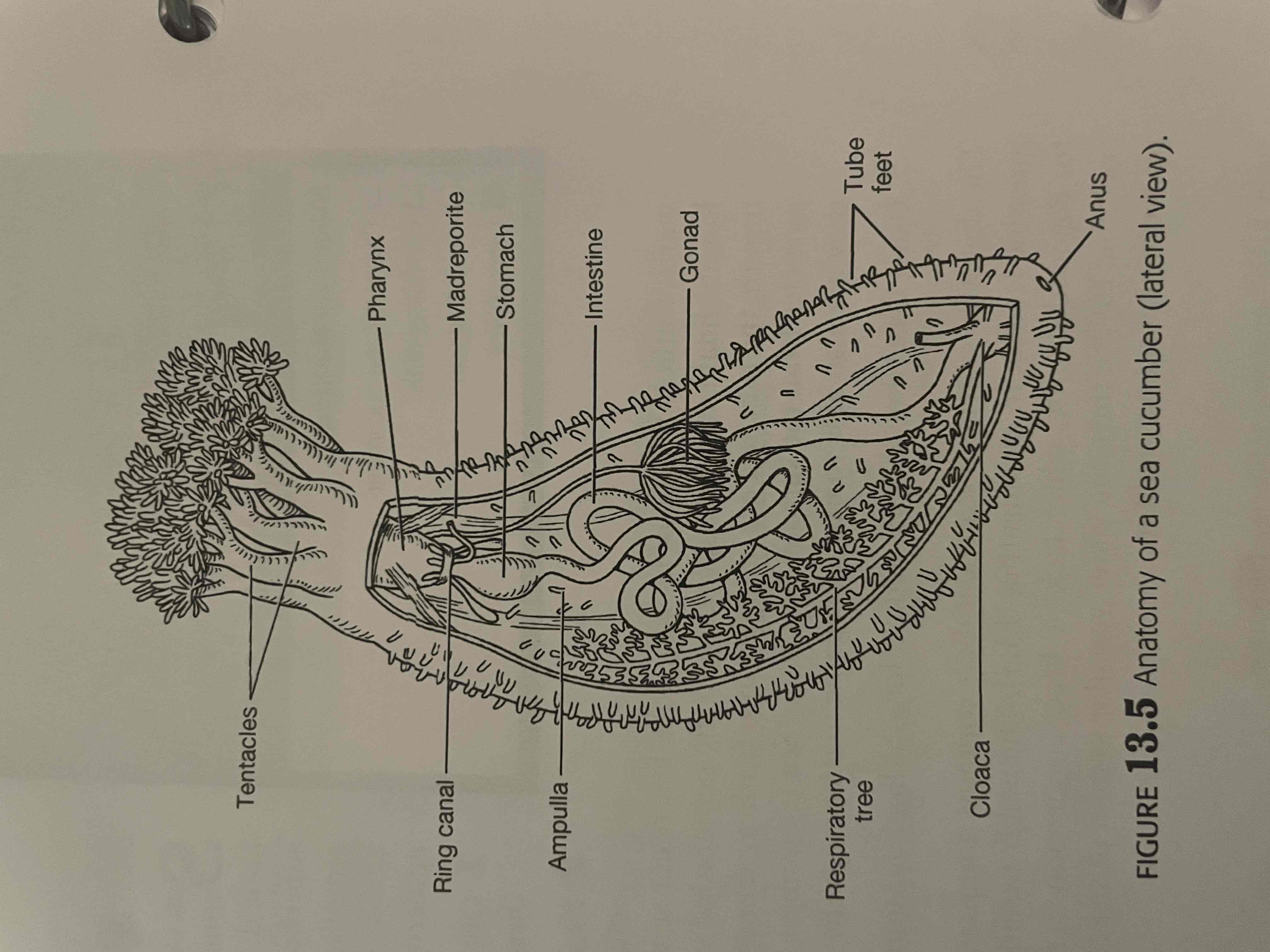 <p>Class Holothuroidea: Sea cucumbers</p>