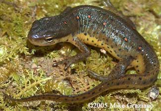 Central Newt