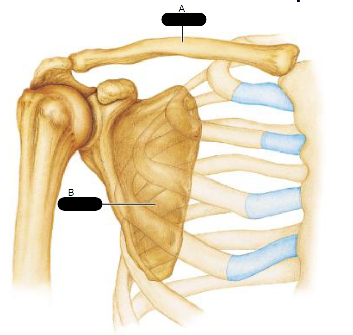 <p>Articulated pectoral girdle</p>