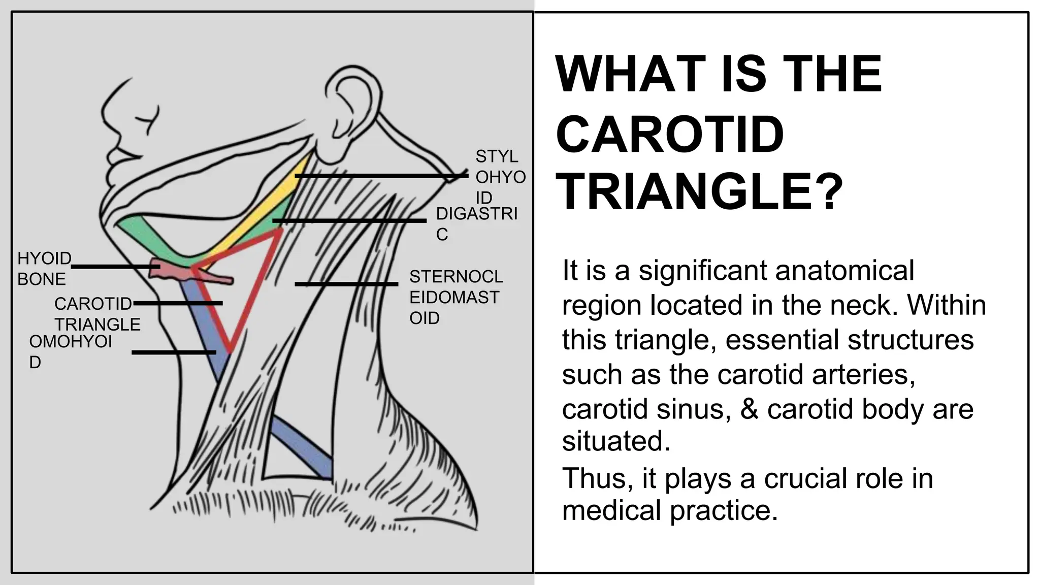 <p>Which one of the following structures is not related to the <u>carotid triangle</u>?</p><p>A. hypoglossal nerve</p><p>B. superior laryngeal nerve</p><p>C. facial artery</p><ul><li><p>and vein, as they branch from the external carotid</p></li></ul><p>D. thyrohyoid muscle</p><ul><li><p>superiorly, near the hyoid bone</p></li></ul><p><strong><mark data-color="red" style="background-color: red; color: inherit">E. sternohyoid muscle</mark></strong></p><ul><li><p>located <strong>more medially</strong> and <strong>anteriorly</strong>, in the <strong>muscular triangle</strong></p></li></ul><p></p>