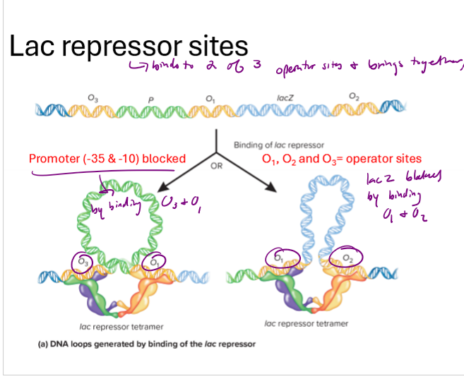 <ul><li><p>repressor proteins bind to 2 of 3 operator sites on lac operon and bring them together, forming a tetramer structure that blocks access to the promoter or genes</p></li><li><p>when lactose is present and glucose is absent, allolactose represses the repressor  and prevents it from binding to the operator</p></li><li><p>if cAMP is high, CAP protein binds to CAP binding site and induces transcription of lac operon</p></li></ul><p></p>