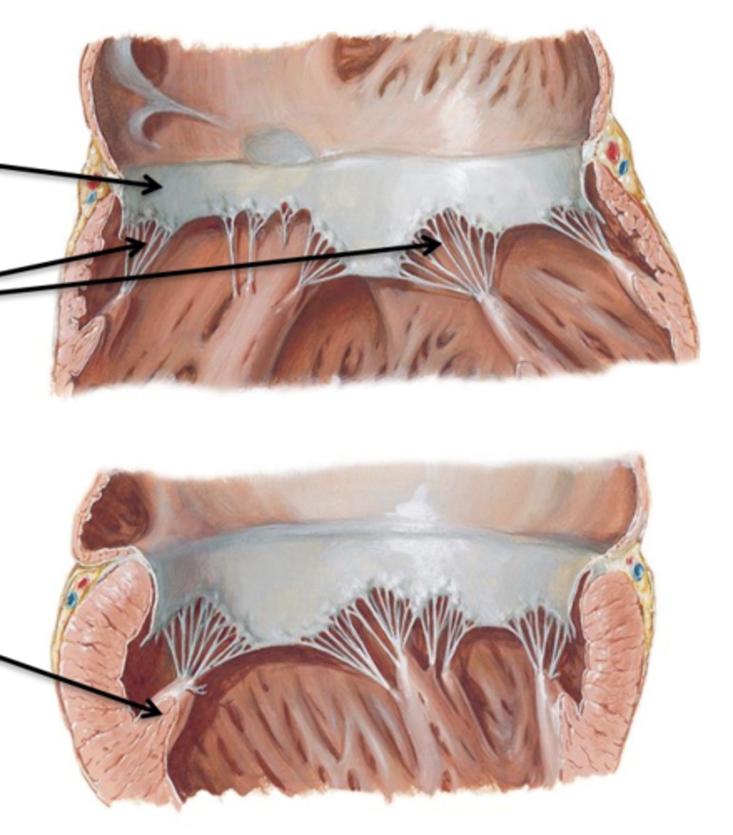 <p>What are the 3 parts of atrioventricular valves?</p>