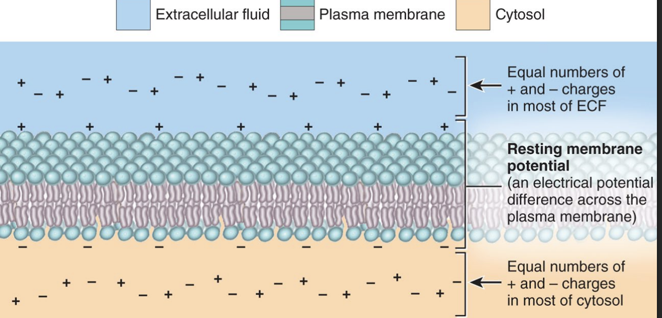 <ul><li><p><strong>resting membrane potential is -70mv </strong></p></li><li><p>the charge inside vs outside is different because…</p><ul><li><p>1. the difference in ionic makeup of the extracellular fluid and cytosol</p><ul><li><p><strong>Na+</strong> is higher on the <strong>outside</strong>, <strong>K+</strong> is higher on the <strong>inside</strong> </p></li></ul></li><li><p>2. the membrane has selective permeability to various ions due to the number of leakage channels </p><ul><li><p><strong>barely permeable to Na+ (little trickles in), while very permeable to K+ (more flows OUT)</strong></p></li></ul></li></ul></li><li><p><strong>THIS IMBALANCE MAKES THE INSIDE MORE NEGATIVE</strong></p></li></ul><p></p>