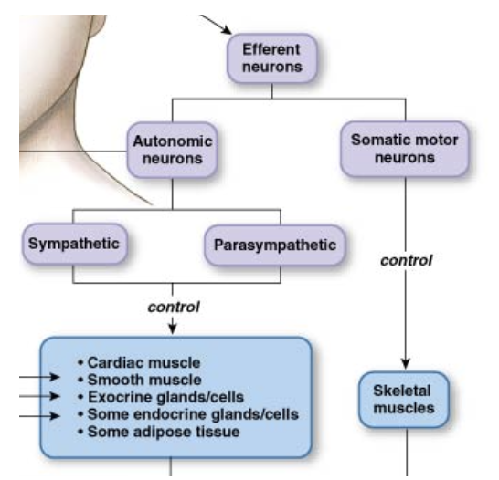<ul><li><p><strong>Skeletal muscle movement: </strong>Somatic motor division</p></li><li><p><strong>Neuroendocrine signals:</strong> Hypothalamus and adrenal medulla</p></li><li><p><strong>Visceral responses: </strong>Autonomic division</p></li></ul><div data-type="horizontalRule"><hr></div><ul><li><p><strong>Voluntary movement:</strong></p><ul><li><p>Primary motor cortex</p></li><li><p>Motor association areas</p></li></ul></li><li><p>Neuroendocrine and visceral responses are coordinated in the hypothalamus and medulla </p></li></ul><p></p>