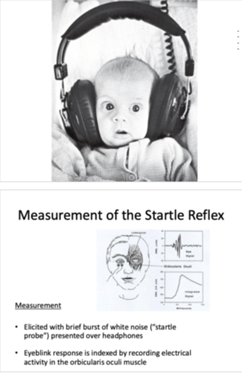 <p>- measure of autonomic nervous system</p><p>- seen in non human animals also, non-conscious reflex in response to sudden or threatening stimulus</p><p>- direct index of ANS response, advantages over SCR and HR</p><p>- individuals wear headphones and present them with pictures, some pictures have very sudden white noise and vary the valance and level of arousal of the pictures</p><p>- measure eyeblink response by recording electrical activity in the orbicularis oculi muscle </p>