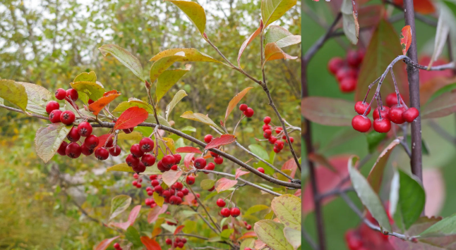 <p>This plant species is known for what wildlife benefits (select all that apply)</p><p>Fruit source for birds</p><p>Browsed by deer</p><p>Browsed by rabbits</p><p>Fruit source for meso- to small mammals</p><p>Consumed by bigfoot</p>