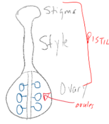 <p>ovule = future seed, ovary = future fruit</p><p>enclosed within ovary of pistil (carpel), one to many ovules per ovary</p>