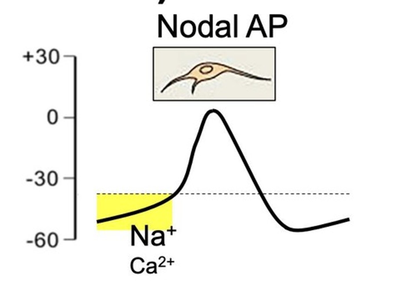 <p>Automaticity is <u>spontaneous depolarizatio</u>n in nodal tissues due to <u>funny current</u> (If) and occurs <u>in phase 4.</u></p>