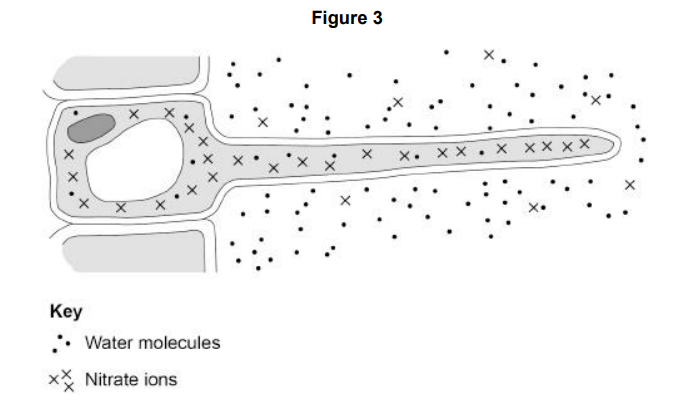 <p>Figure 3 shows a root hair cell. Nitrate ions need a different method of transport into the root hair cell. Explain how the nitrate ions in Figure 3 are transported into the root hair cell. Use information from Figure 3 in your answer.</p>